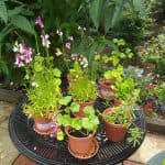 Cherry Garden photo 7