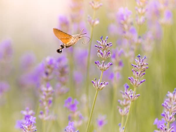 Community of St Mary at the Cross photo 4