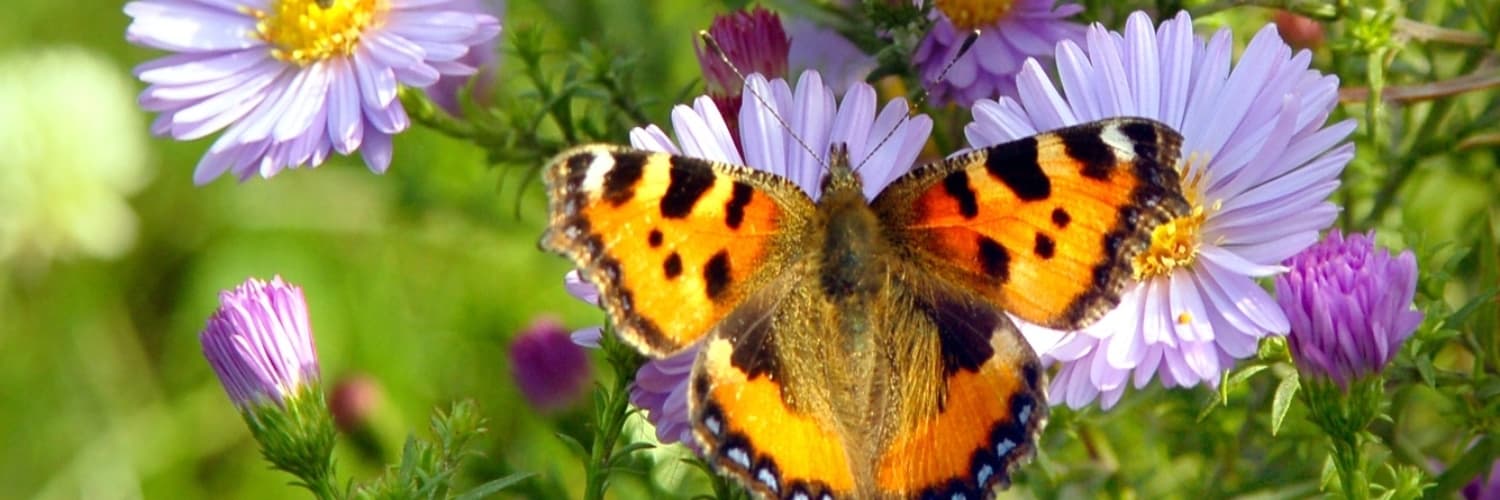 Derriford House photo 1