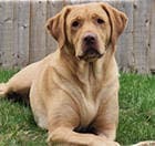 Skelton Court photo 6