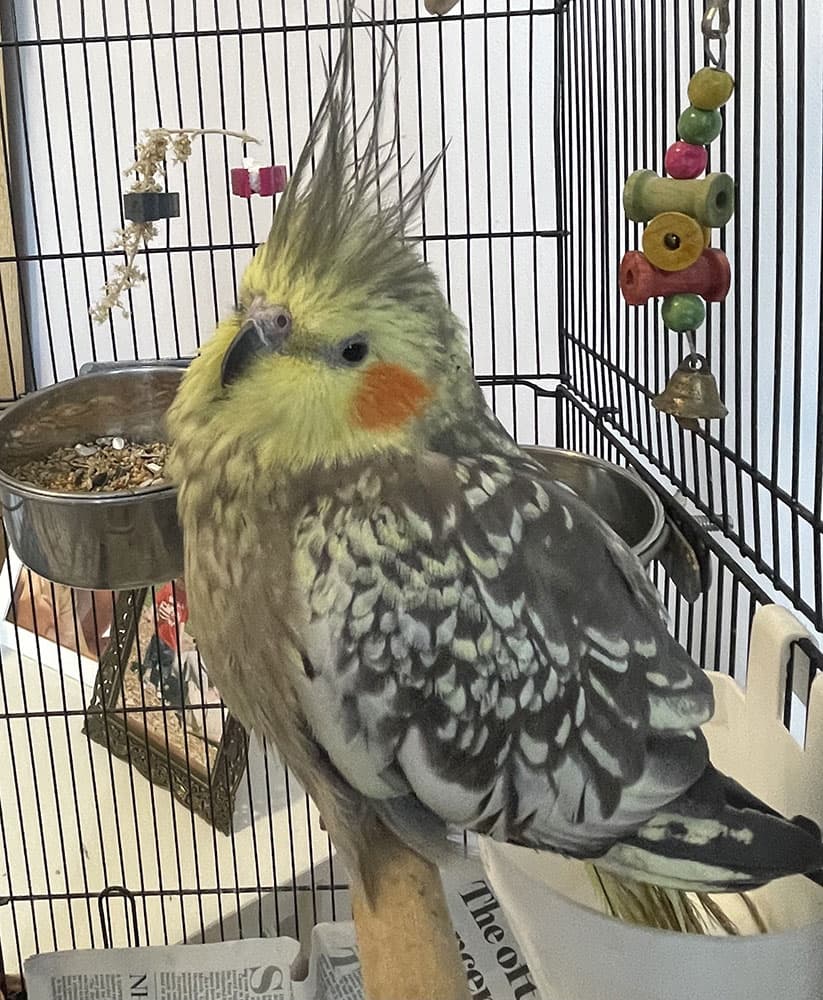 Brook Lane Rest Home photo 2