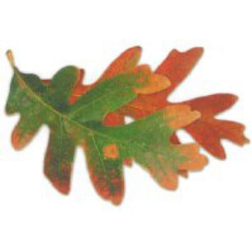 Enbridge House Care Home