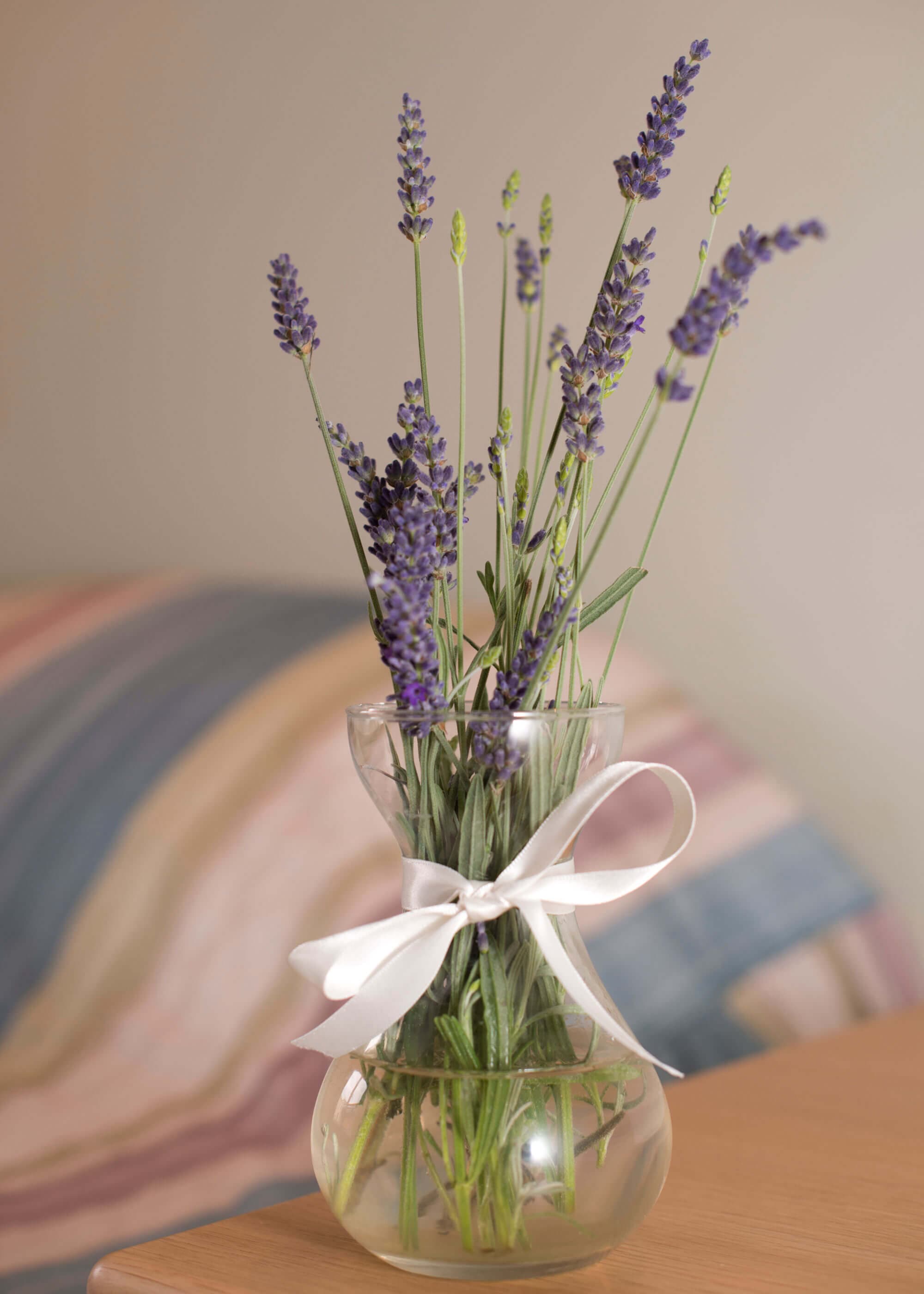 Carisbrooke Manor photo 10