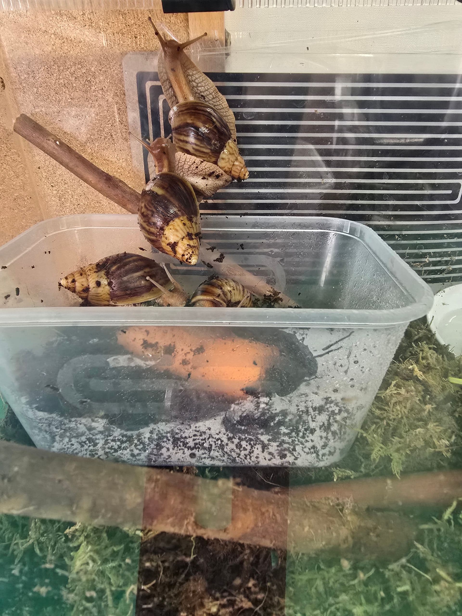 Oakfield (Easton Maudit) Limited photo 3