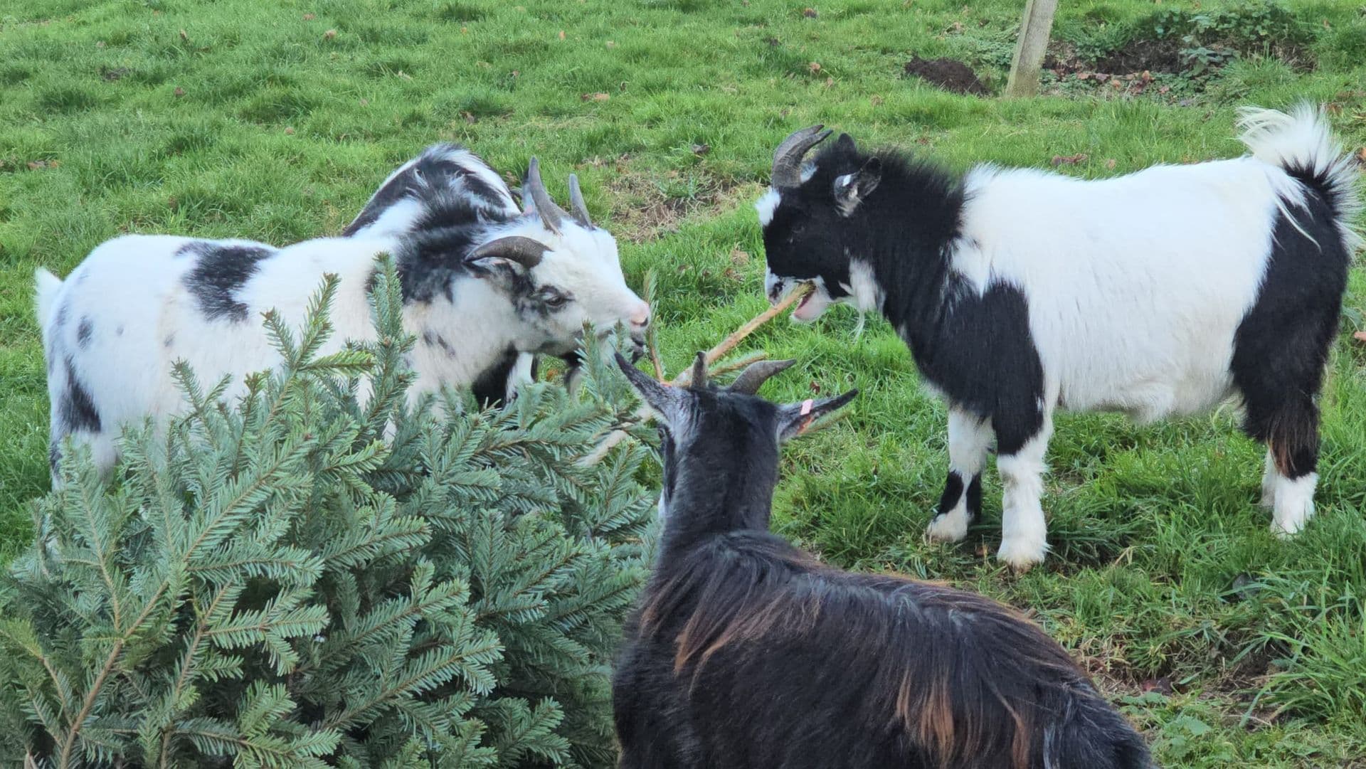 Oakfield (Easton Maudit) Limited photo 4