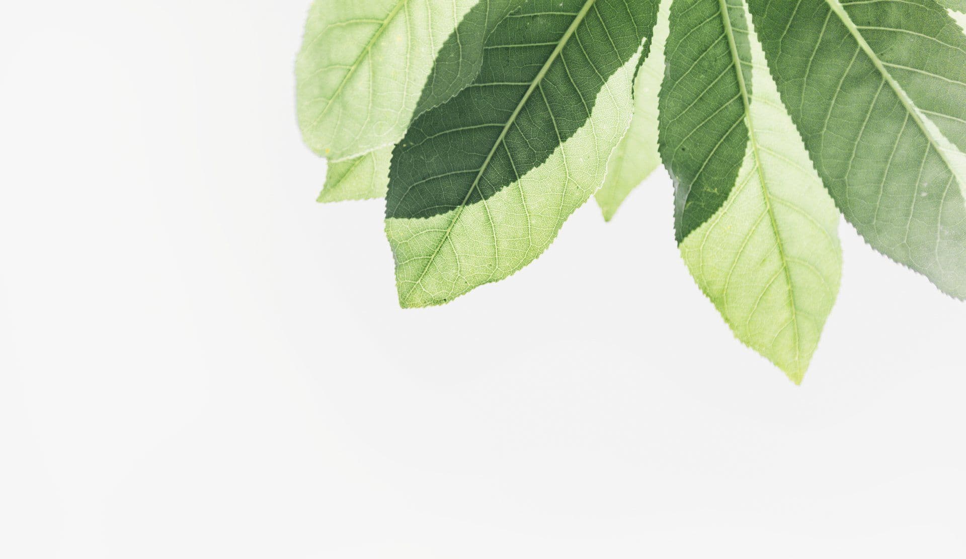 The Oaks Residential Care Home photo 12