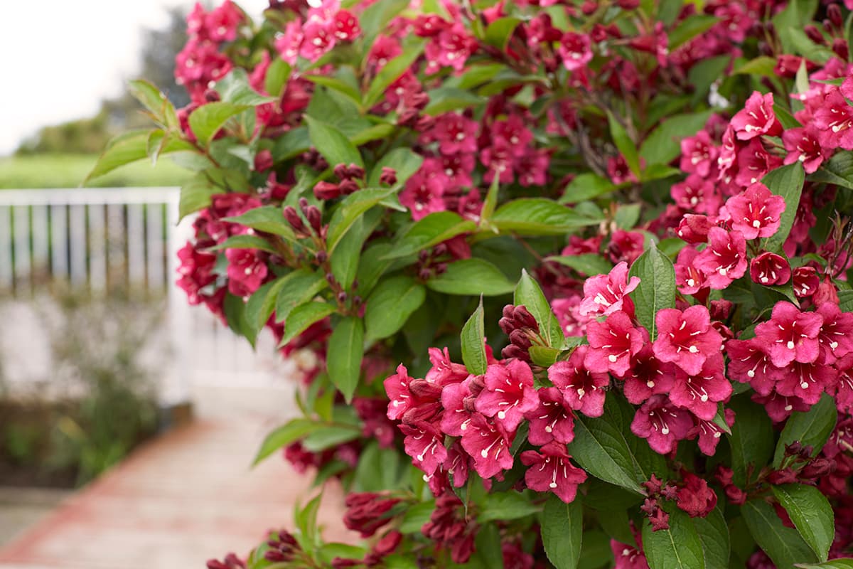 Sandown Nursing Home photo 2