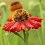 Sibbertoft Manor Nursing Home photo 8