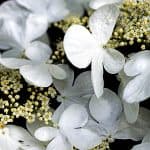 Sibbertoft Manor Nursing Home photo 9