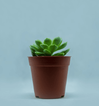 The Laurels Care Centre photo 2