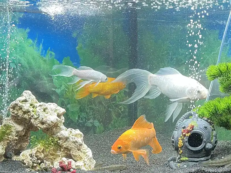 Wemyss Lodge photo 10