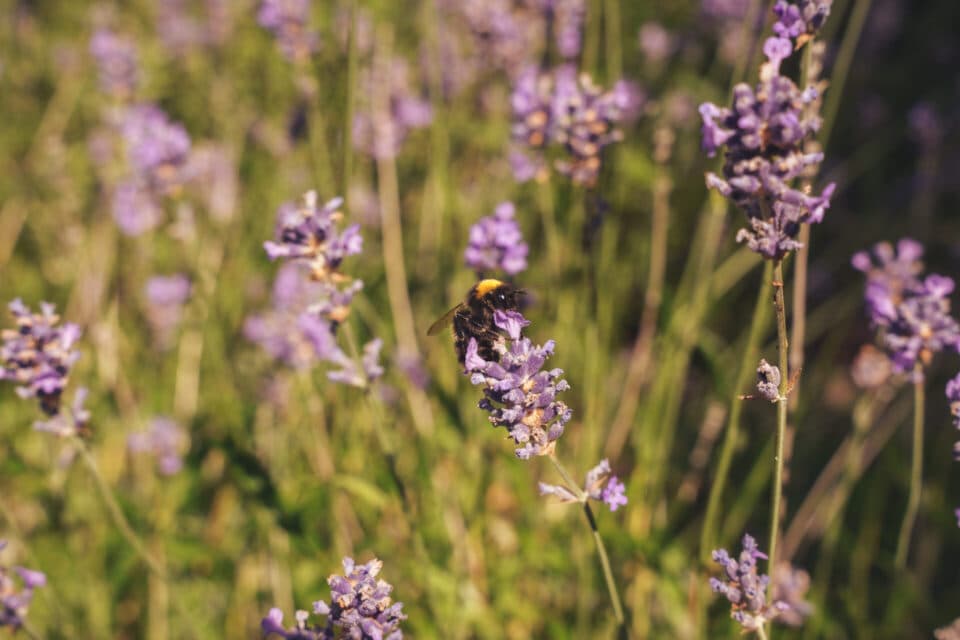 Badminton Place photo 10