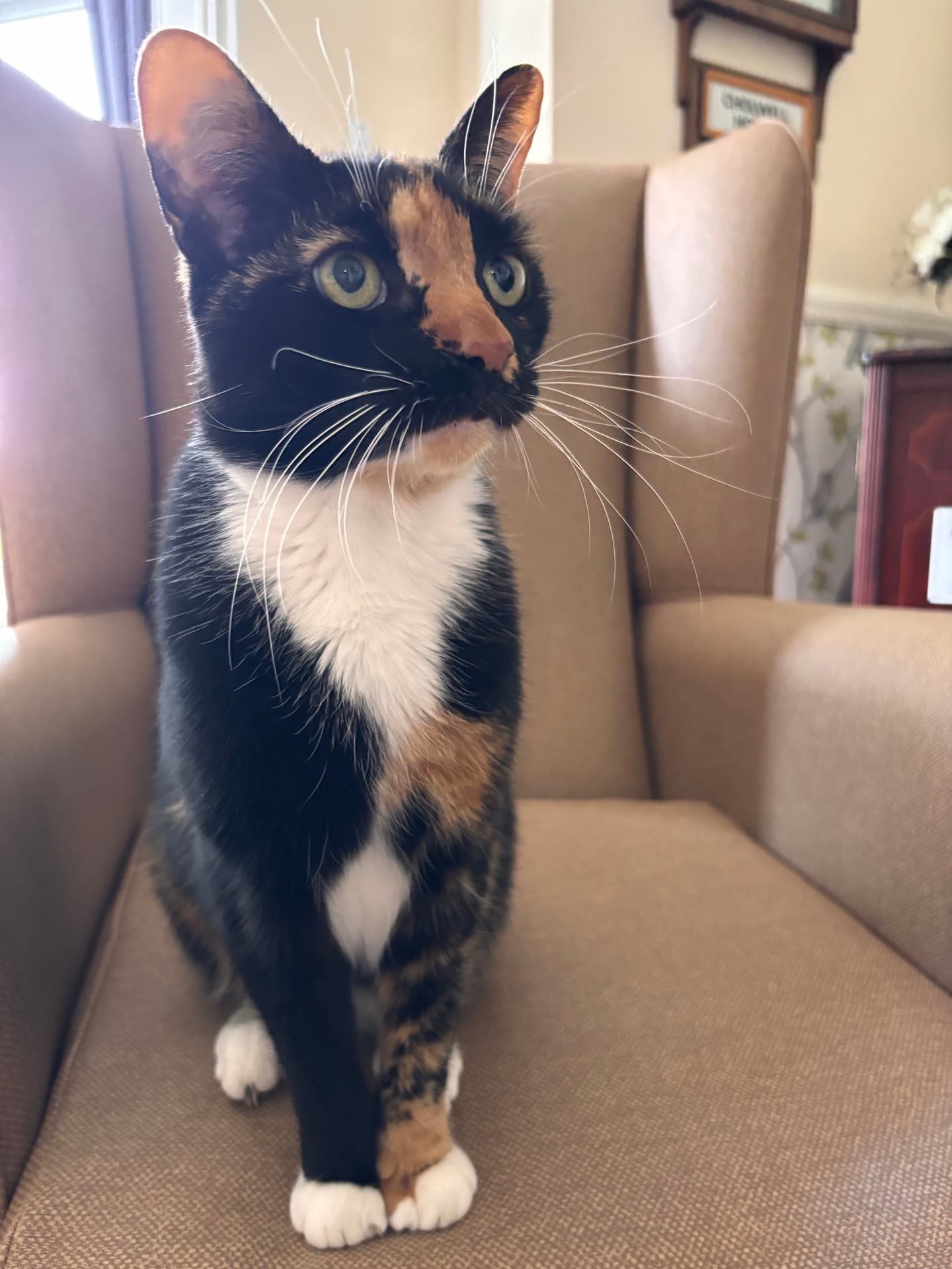 Cholwell House Nursing Home photo 2