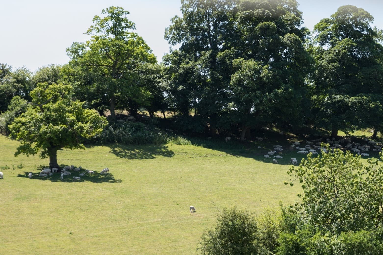 Cholwell House Nursing Home photo 8