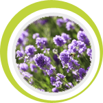 Jasmine House photo 1