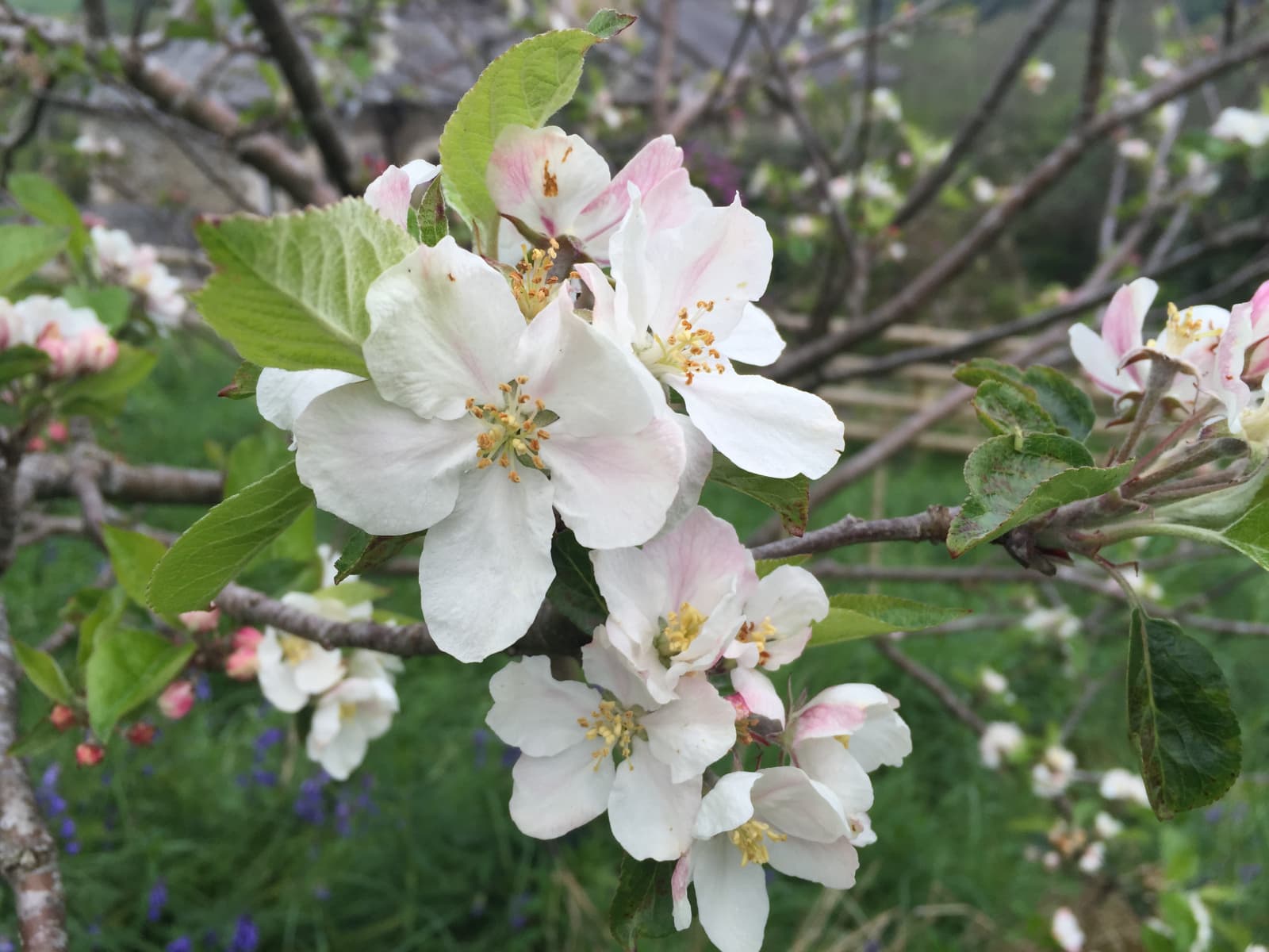 Coombe House Residential Home photo 1