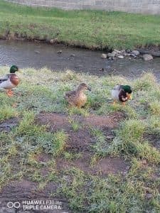 Creative Support - Willowtree House photo 10