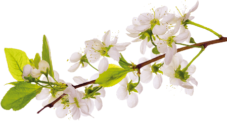 Holbeach and East Elloe Hospital Trust photo 8