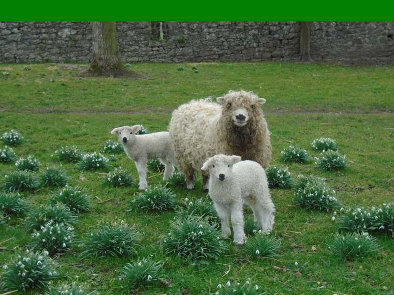 Summer Cottage photo 2