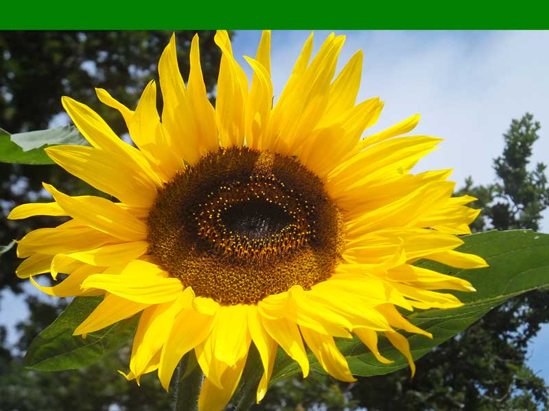 Summer Cottage photo 4