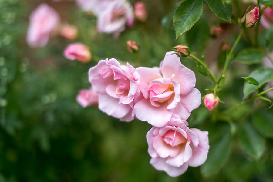 Melford Court Care Home photo 12