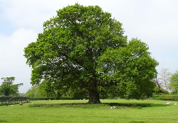 Peasmarsh Place photo 10