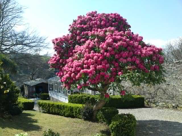 Penhellis Nursing Home photo 4