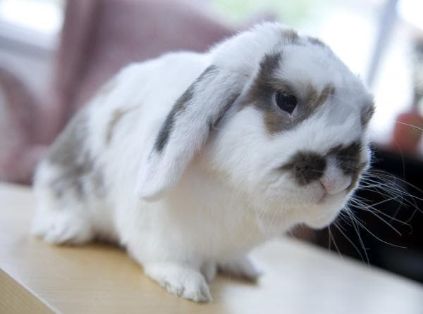 Portelet Grange photo 5