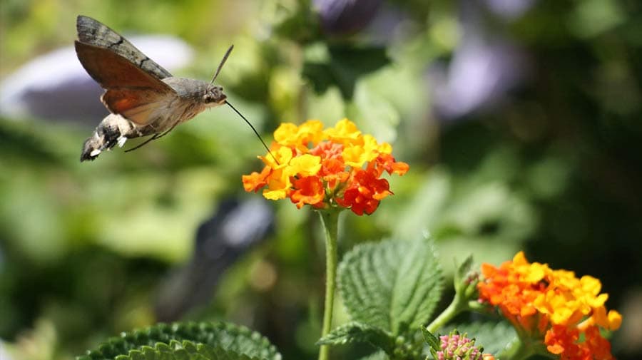 Cardell House photo 7