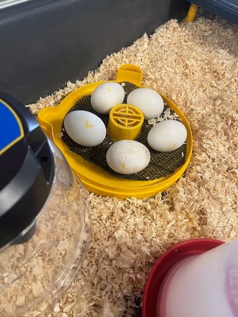 Beech House - Halesworth photo 11