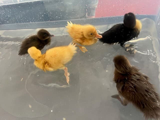 Beech House - Halesworth photo 9