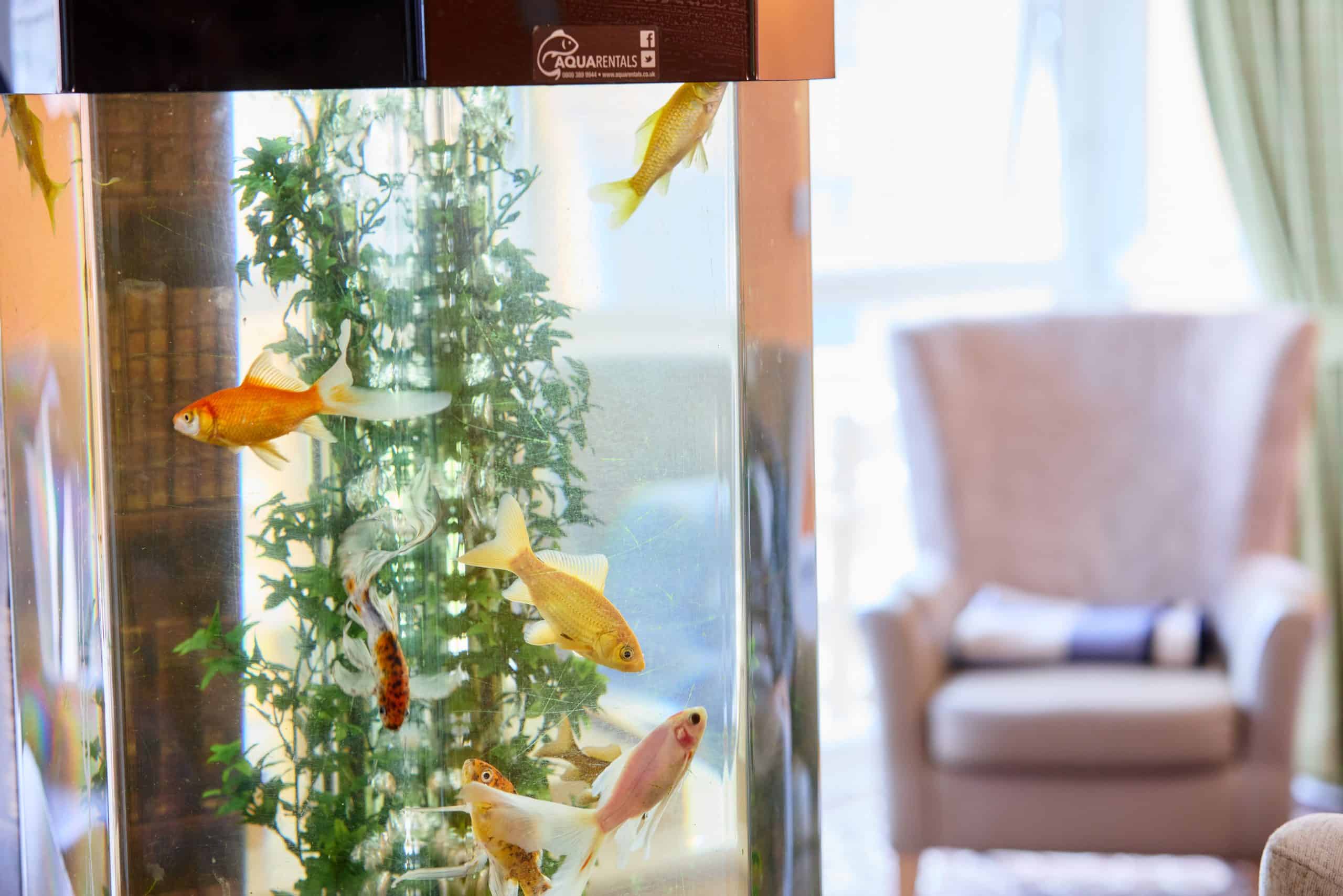 Holly Tree Lodge EMI Care Home photo 7