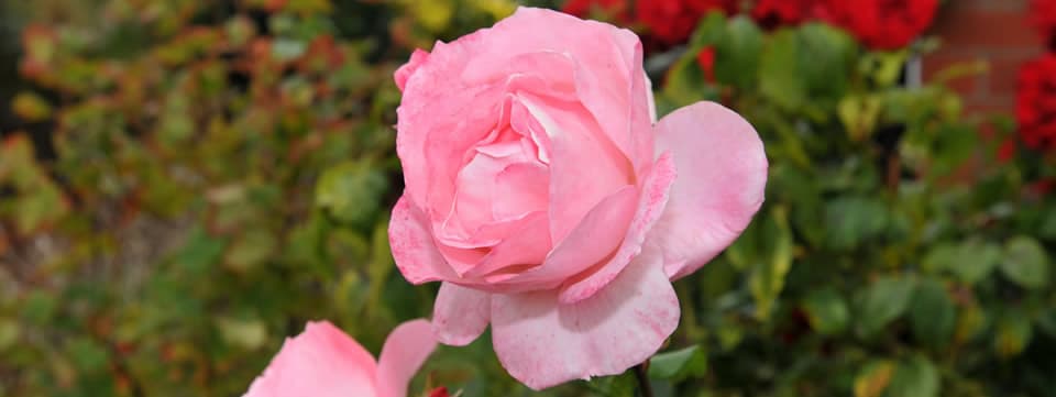 Victoria Royal Beach photo 5