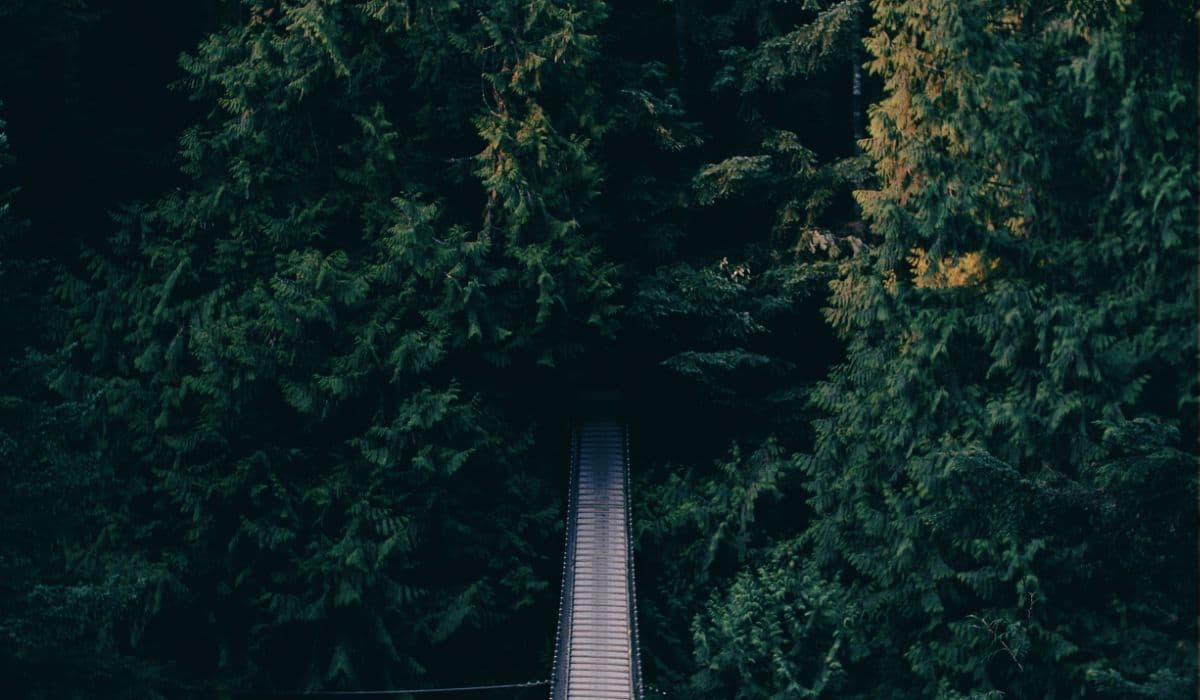 Morning Stars photo 3