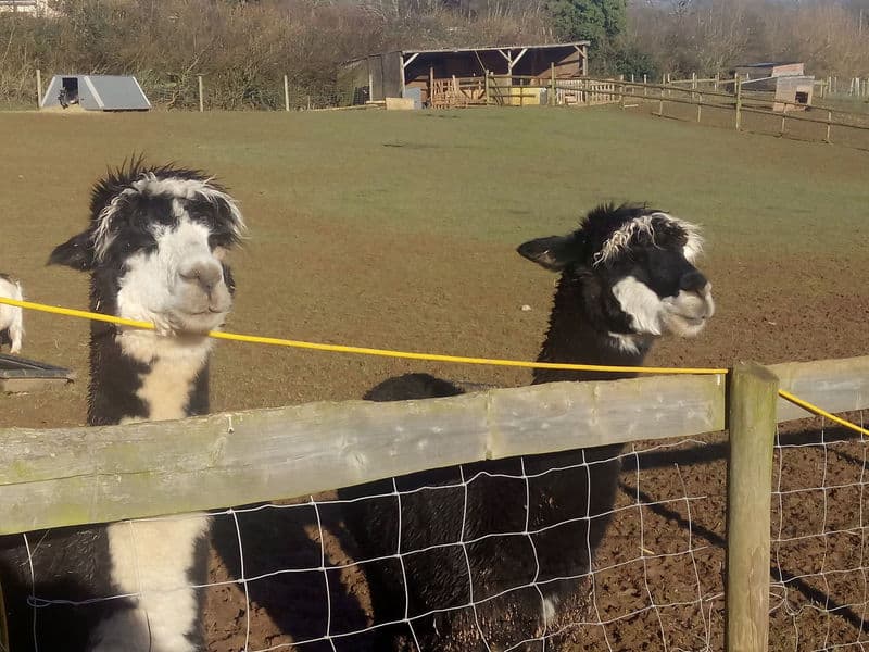 The Willows photo 12